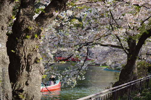 Full bloom Sakura - Cherry Blossom at Garyu park, Nagano in Japan photo