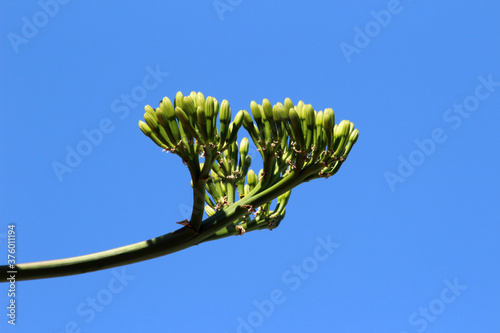 agave americana photo
