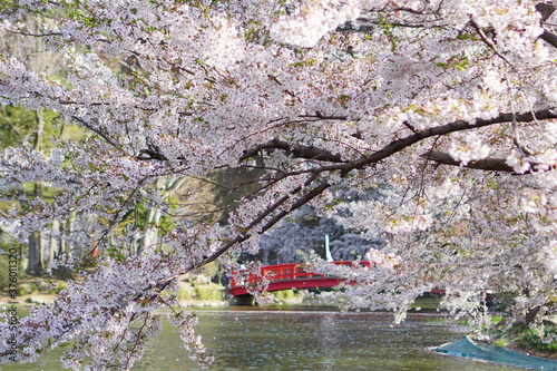 Full bloom Sakura - Cherry Blossom at Garyu park, Nagano in Japan photo