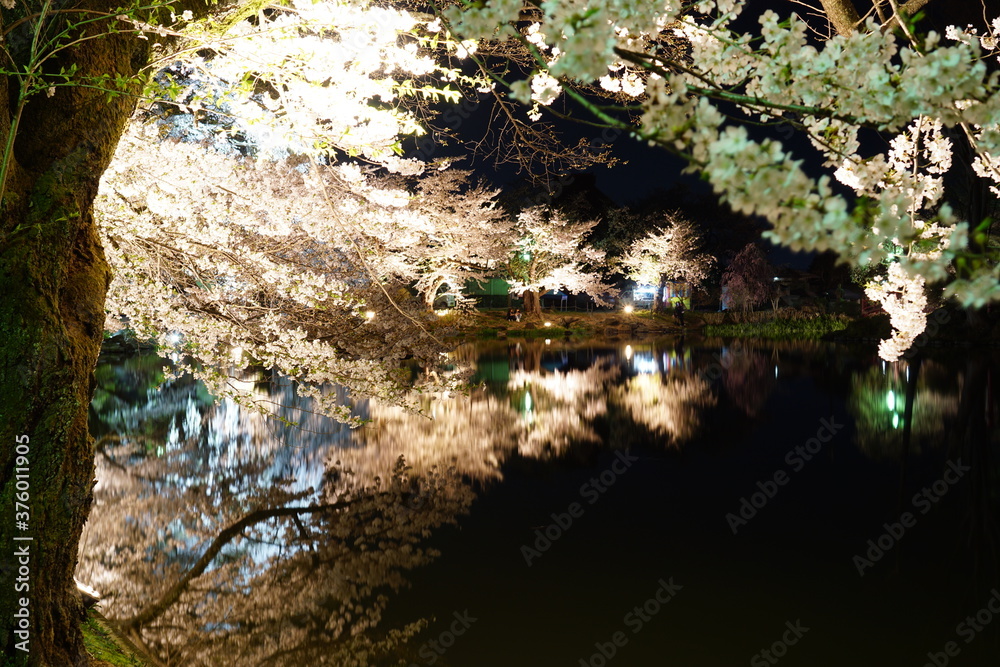 Full bloom Sakura - Cherry Blossom in the evening at Garyu park, Nagano in Japan Full bloom Sakura - Cherry Blossom in the evening at Garyu park, Nagano in Japan