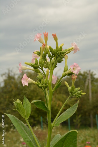 Tobacco (Nicotiana) plant: a flowering crop of tobacco growing .Tobacco Plant Blossom. photo