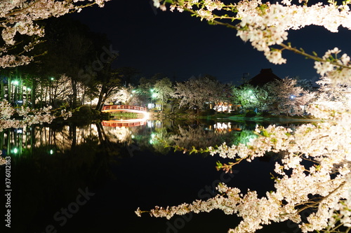 Full bloom Sakura - Cherry Blossom in the evening at Garyu park, Nagano in Japan