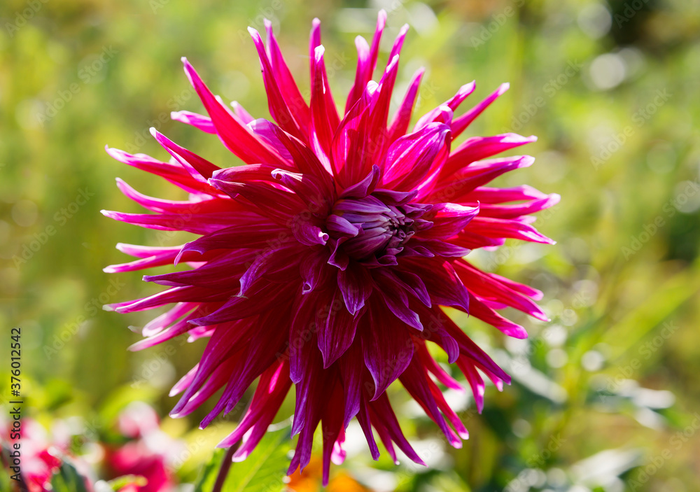 Maroon Dahlia.
This is a beautiful large flower with narrow petals. Maroon Dahlia.
This is a beautiful large flower with narrow petals.