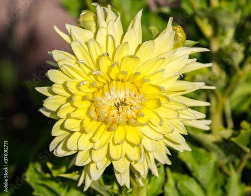 Yellow Dahlia. Decorative yellow flowers reach 25 cm in diameter and serve as a wonderful decoration of the site.