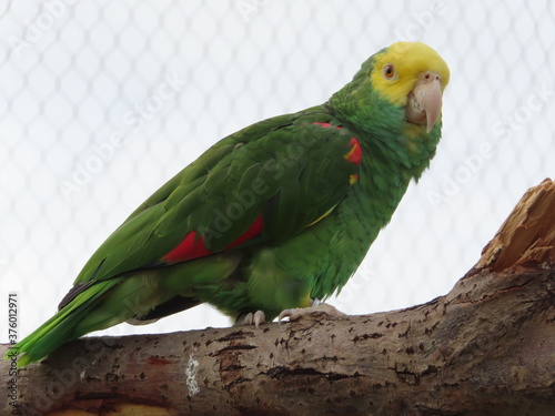 Un perroquet vert et jaune