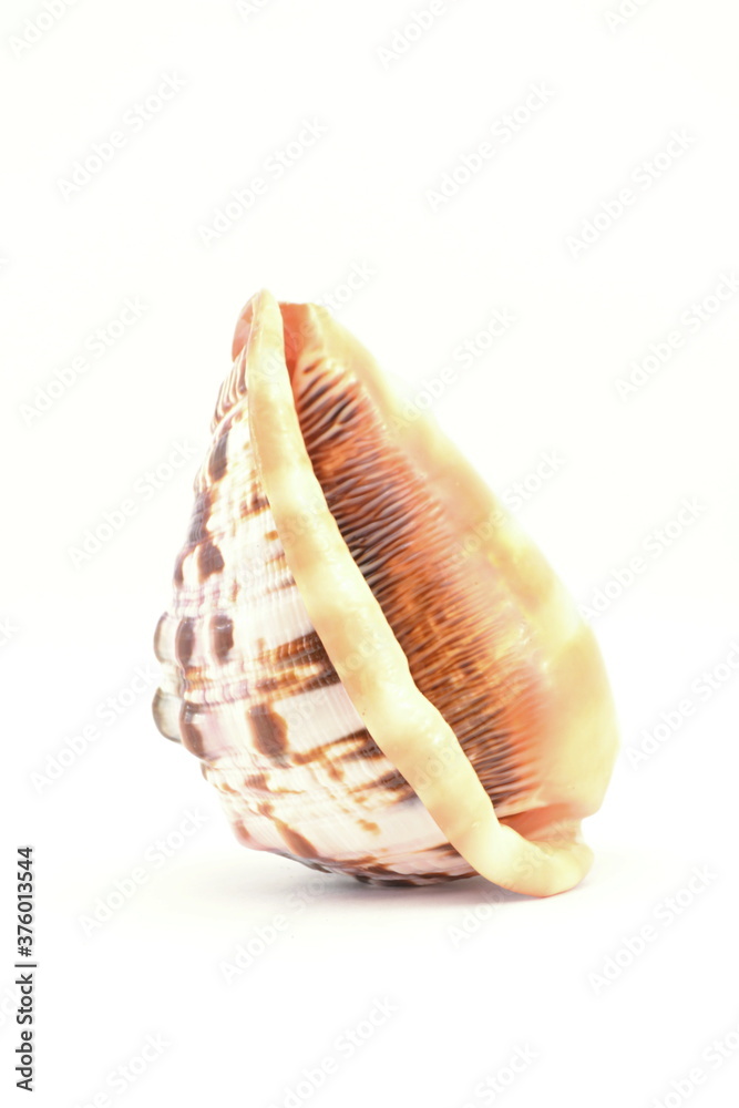 The shell beach of the Mediterranean sea two The shell beach of the Mediterranean sea two