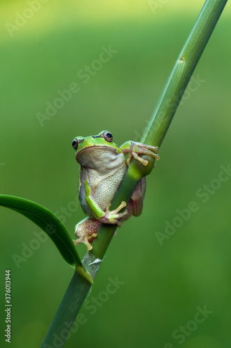Little green frog Hyla arborea sits on a blade of grass by the lake  a summer morning
