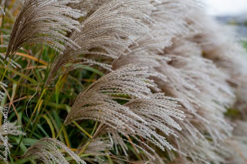 Maiden grass Miscanthus close up
