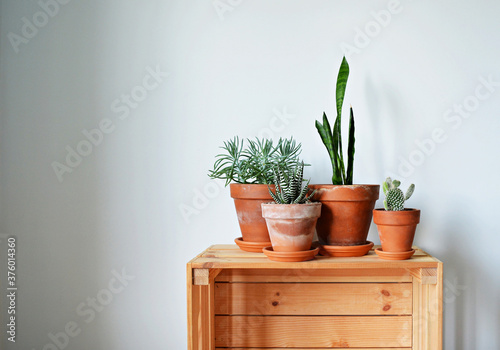 Green house plants in terracotta pots and wooden box over white 
