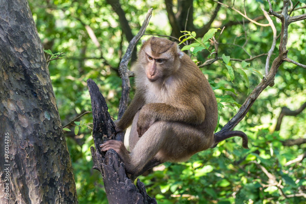 Pensive Macaque monkey sitting on tree branches on a hill in Phuket island, Thailand Pensive Macaque monkey sitting on tree branches on a hill in Phuket island, Thailand