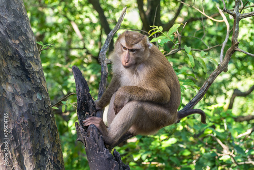 Pensive Macaque monkey sitting on tree branches on a hill in Phuket island, Thailand © Val Traveller