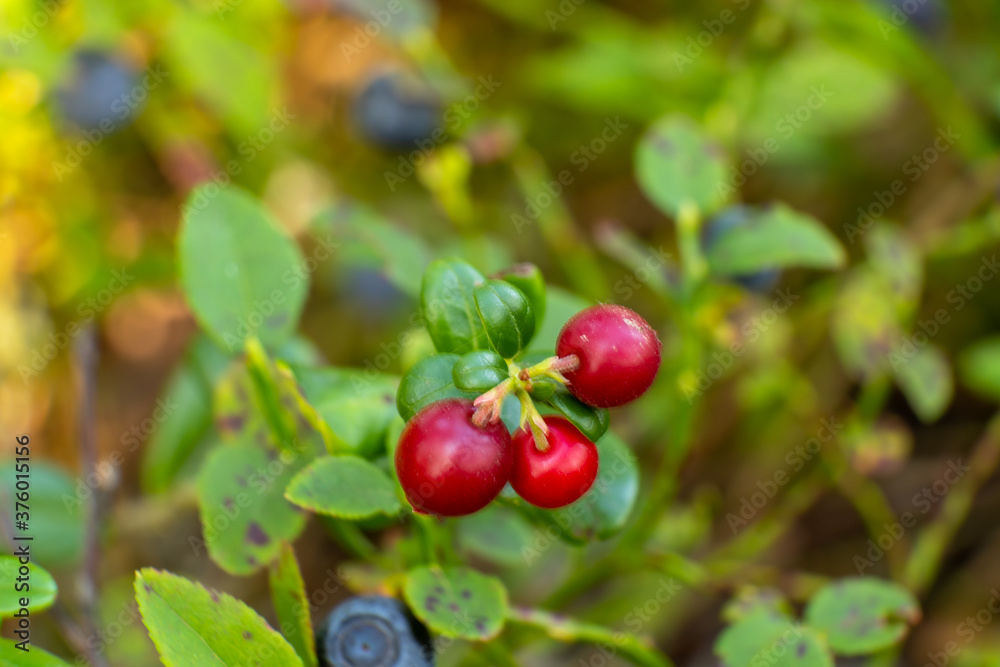 Healthy wild berries cranberries and blueberries in the forest in summer Healthy wild berries cranberries and blueberries in the forest in summer
