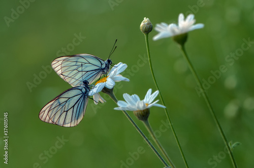 Tableau sur toile two butterflys Aporia cratagi  in the dew on a daisy in the early morning on a f