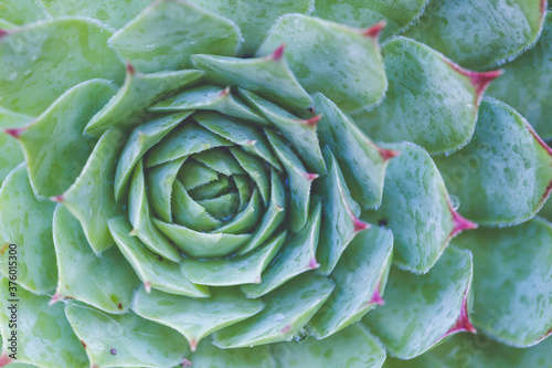 Succulent plant. background nature. Natural background Cactus succulent plant