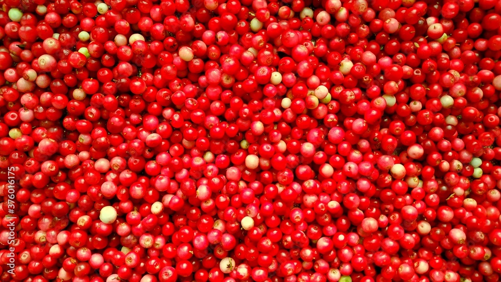 background of harvested ripe lingonberries. forest gifts of summer background of harvested ripe lingonberries. forest gifts of summer