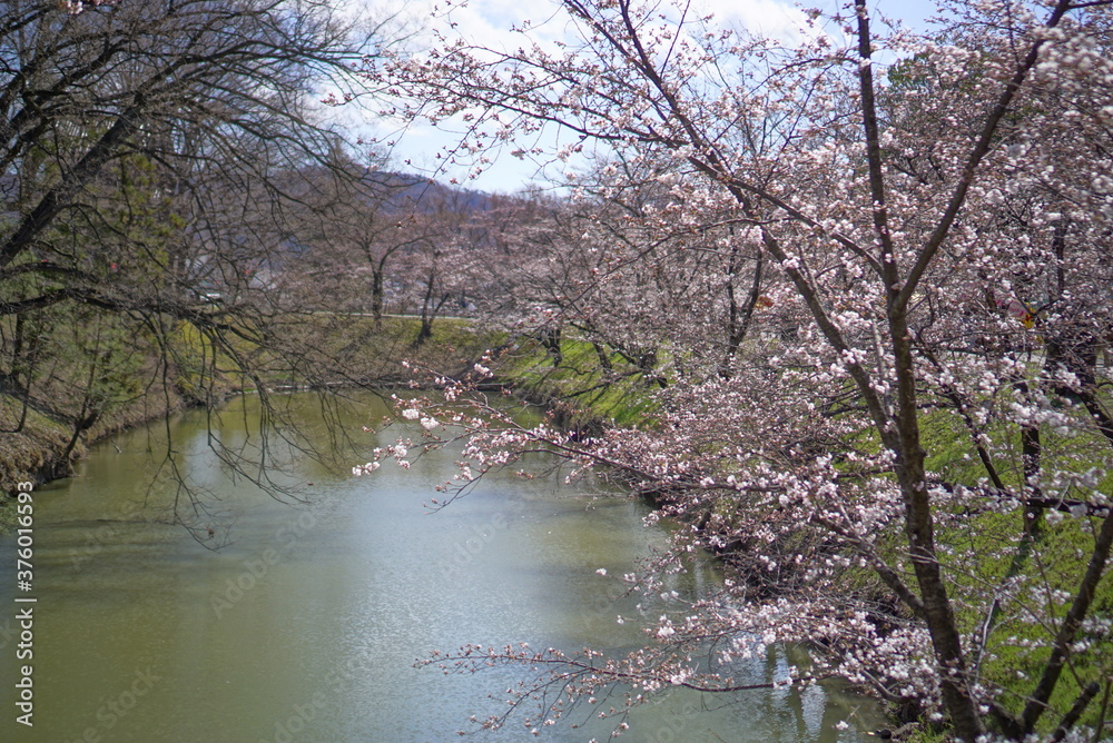 Season of sakura cherry blossoms at Ueda castle, Japan Season of sakura cherry blossoms at Ueda castle, Japan