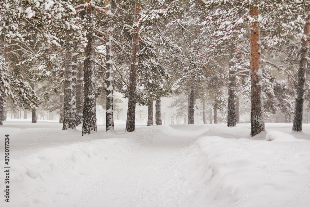 beautiful alley with pine trees in the park. winter landscape during a snowfall. beautiful alley with pine trees in the park. winter landscape during a snowfall.