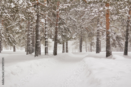 beautiful alley with pine trees in the park. winter landscape during a snowfall.