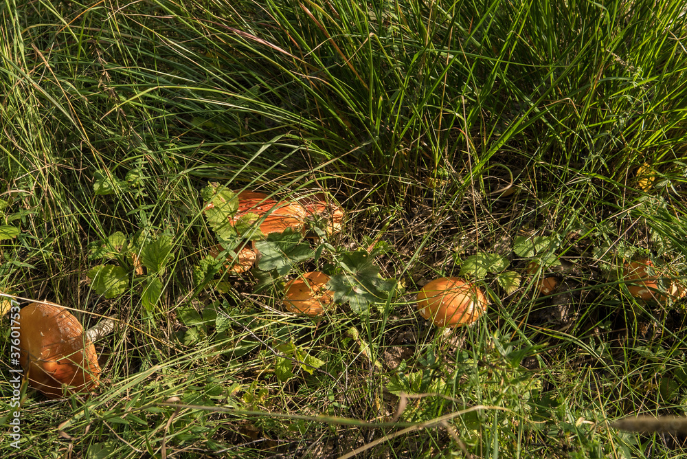 mushroom red fly agaric Amanita muscaria in natural environment in the forest in the grass mushroom red fly agaric Amanita muscaria in natural environment in the forest in the grass