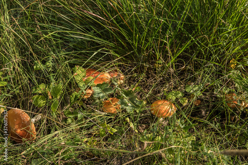 mushroom red fly agaric Amanita muscaria in natural environment in the forest in the grass