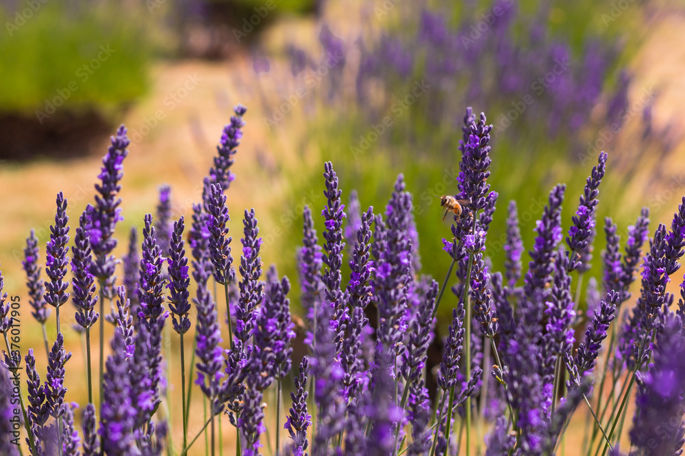 Fototapeta Beautiful lavender flowers on the field