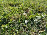 small bird in the grass