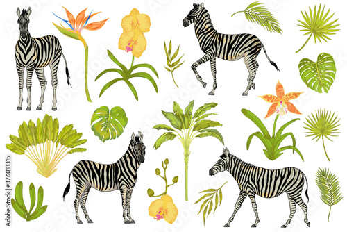 Vector cute realistic illustration set of zebras with tropical flowers, trees, palms and leaves