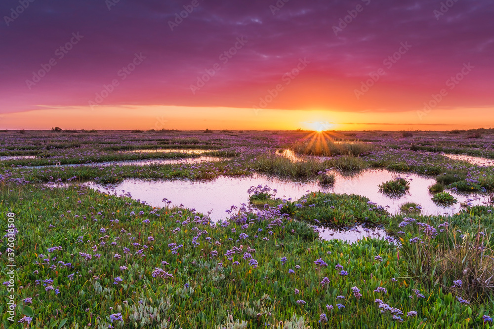 Sea Lavender Sunrise