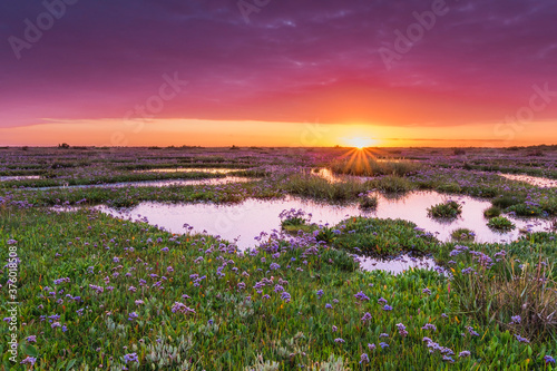 Sea Lavender Sunrise