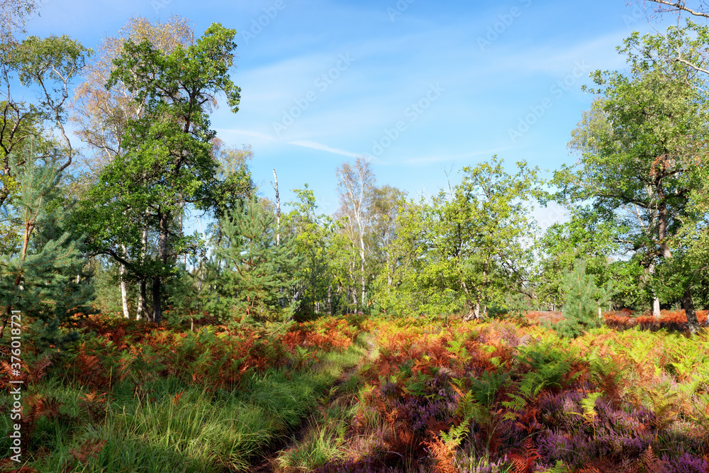 Ferns and heathland in Fontainebleau forest Ferns and heathland in Fontainebleau forest
