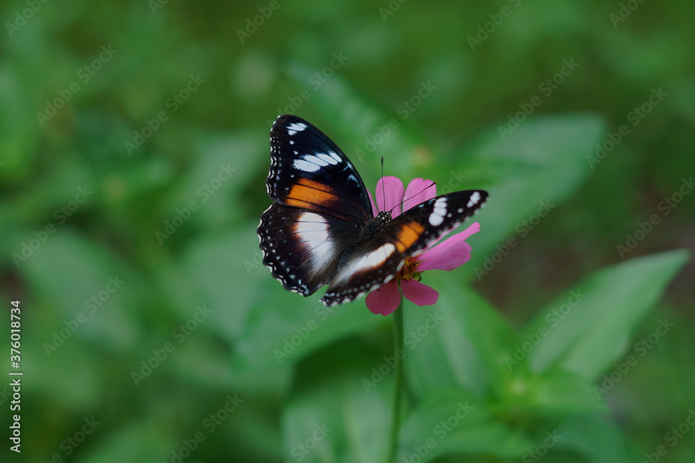 beautiful butterfly perching on a flower beautiful butterfly perching on a flower