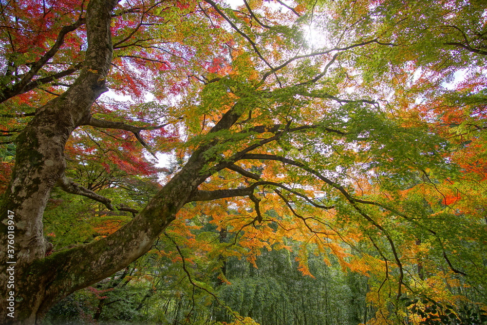 Fototapeta premium Scenery of Gero Onsen at Autumn in Gifu, Japan