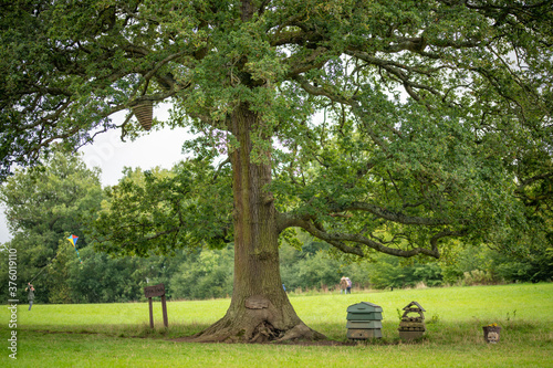 honey tree in the park