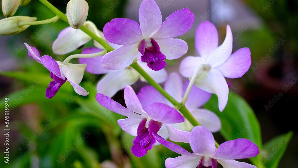 Close Up orchid flowers blooming on green leaves background . Beautiful flowers is a plant that can be easily grown Close Up orchid flowers blooming on green leaves background . Beautiful flowers is a plant that can be easily grown