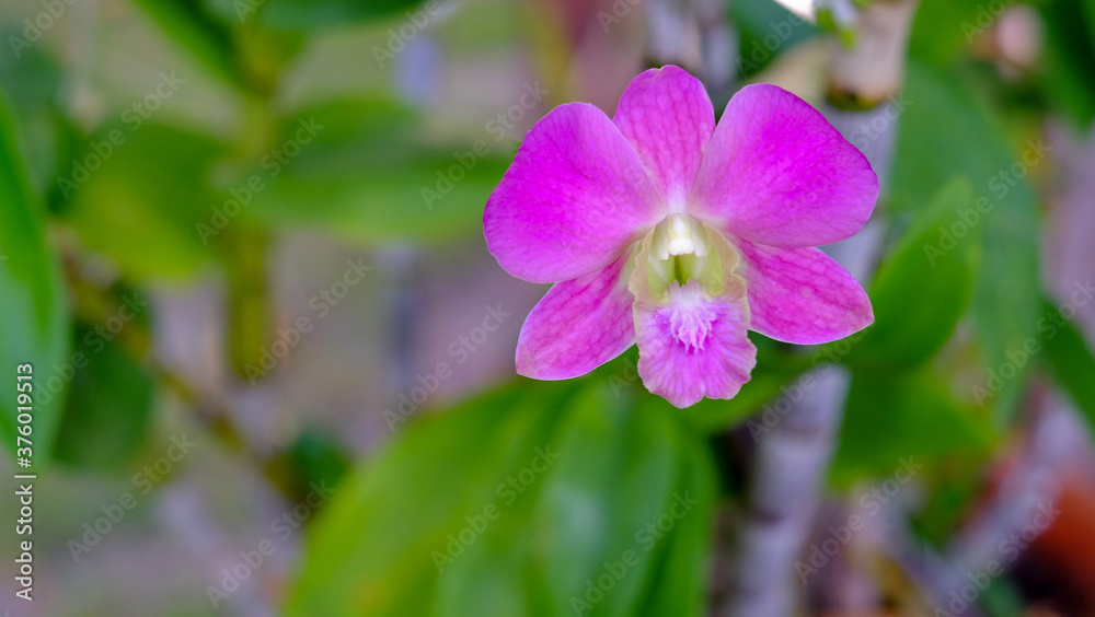 Close Up orchid flowers blooming on green leaves background . Beautiful flowers is a plant that can be easily grown Close Up orchid flowers blooming on green leaves background . Beautiful flowers is a plant that can be easily grown