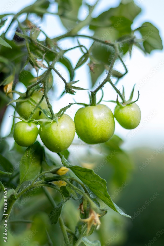 Blurred background with close-up of small unripe green tomatoes on Solanum lycopersicum plant growing in a horticulture greenhouse