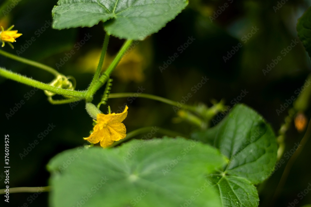 Blurred background with close up with small green cucumber on the branches of Cucumis sativus plant with flowers growing in a horticulture greenhouse Blurred background with close up with small green cucumber on the branches of Cucumis sativus plant with flowers growing in a horticulture greenhouse