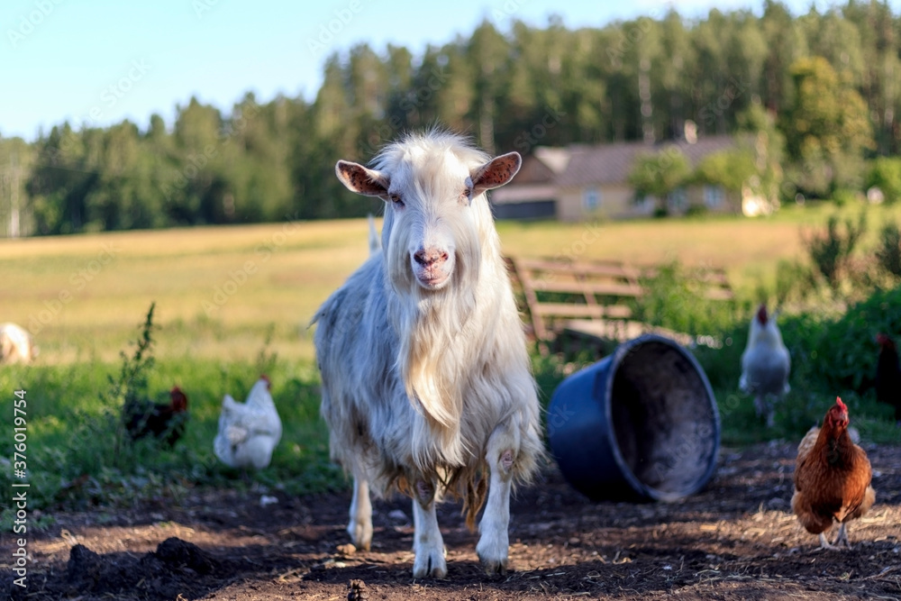 Hornless white goat male in the domestic animal farm