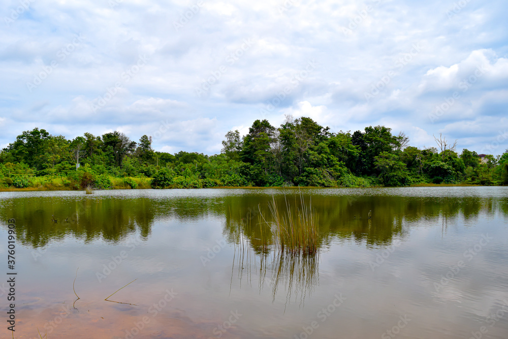 The beauty of swamp water in the equatorial climate