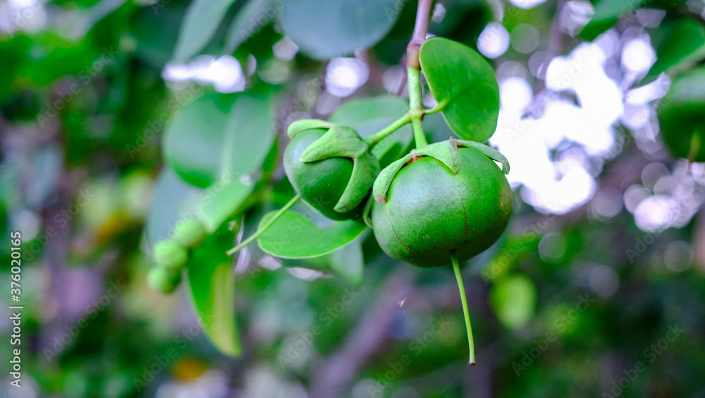 Sonneratia caseolaris or known as Firefly Mangrove, Red-flowered Pornupan Mangrove, or Mangrove Apple is an evergreen, tropical of thailand Sonneratia caseolaris or known as Firefly Mangrove, Red-flowered Pornupan Mangrove, or Mangrove Apple is an evergreen, tropical of thailand
