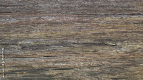 Tropical Texture: Fine grain tree bark detail