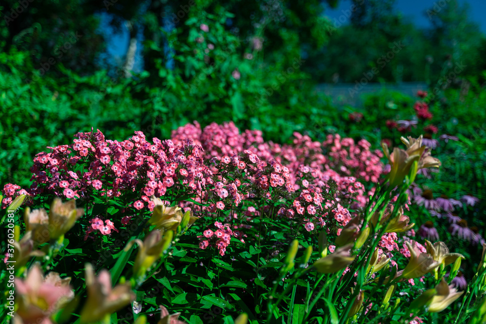 ピンクの花畑 ピンクの花畑
