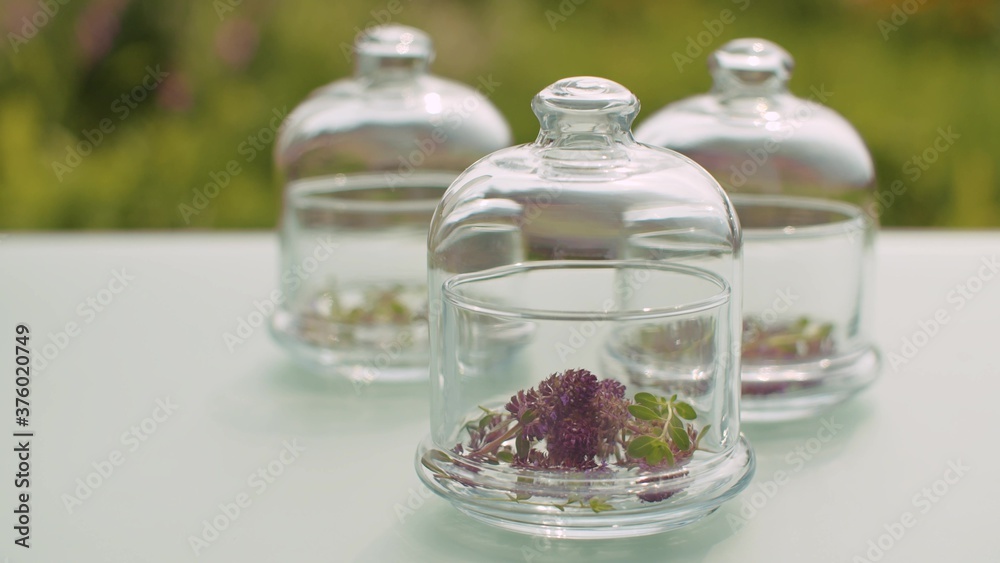Thyme flowers in glass jars Thyme flowers in glass jars