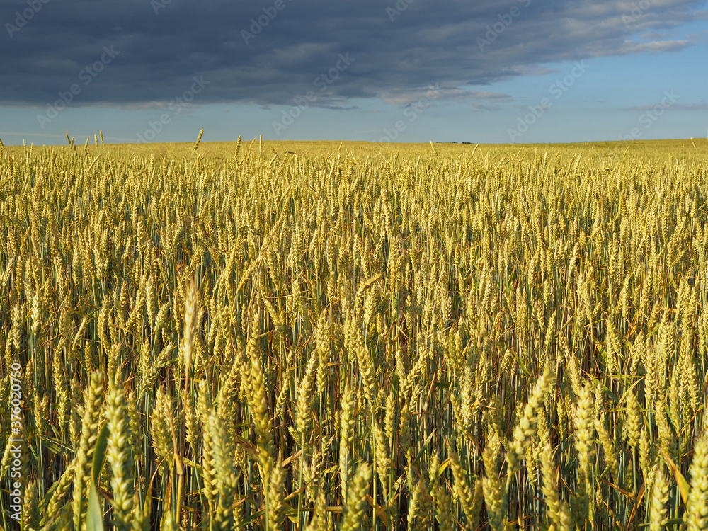 ripening ears of wheat on a wheat field