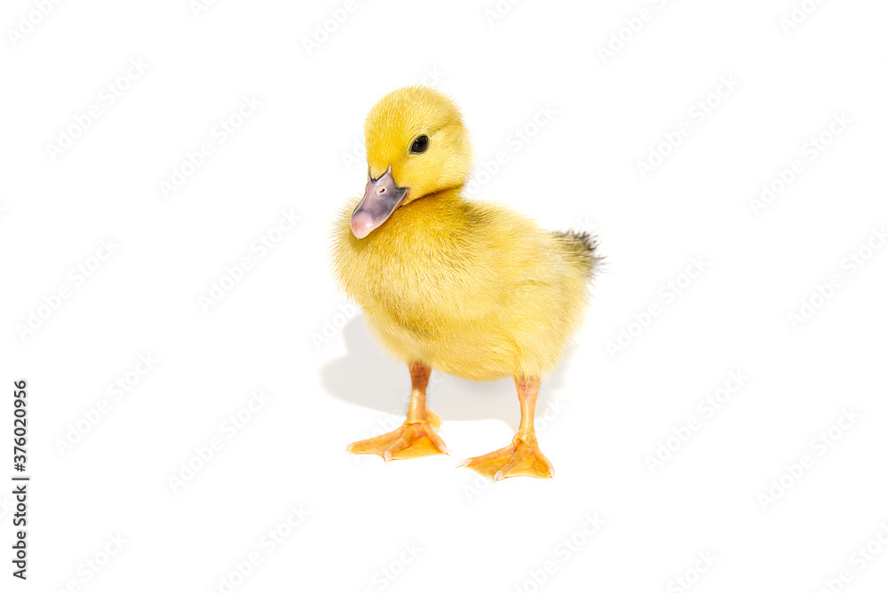NewBorn little Cute yellow duckling isolated on white. NewBorn little Cute yellow duckling isolated on white.