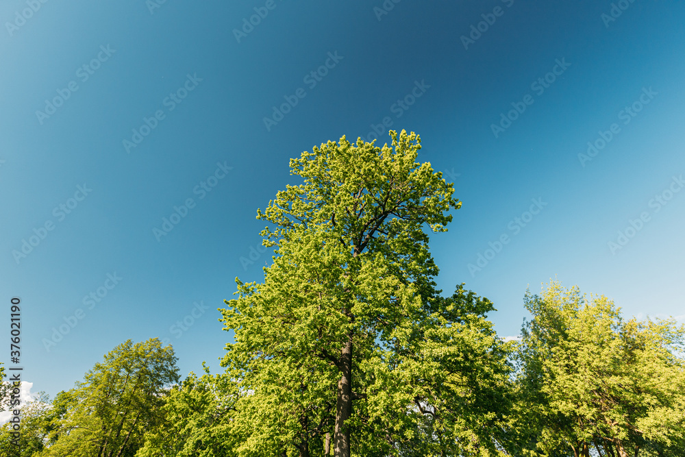 Tall Oak Trees With Young Spring Foliage Leaves. Spring Upper Branches Of Woods In Deciduous Forest Park. Beautiful Nature Tall Oak Trees With Young Spring Foliage Leaves. Spring Upper Branches Of Woods In Deciduous Forest Park. Beautiful Nature