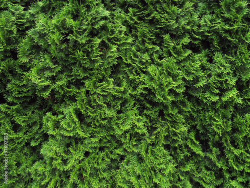Living green hedge from thuja. Background and texture of green plants