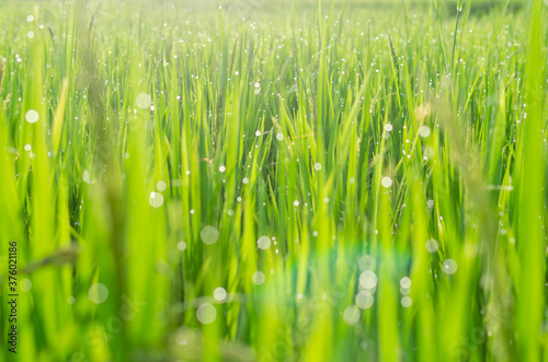 Green rice plant with dew drops