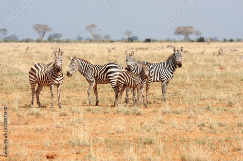 zebras in the African savannah