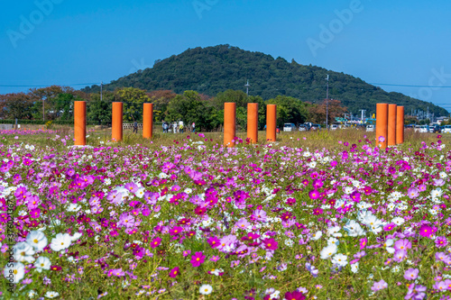 藤原宮跡のコスモスと耳成山 photo